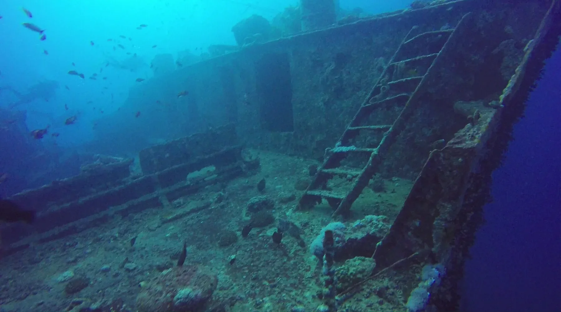Undervandsfoto taget ved SS Thistlegorm, et dykkersted i Det Røde Hav ud for Hurghada