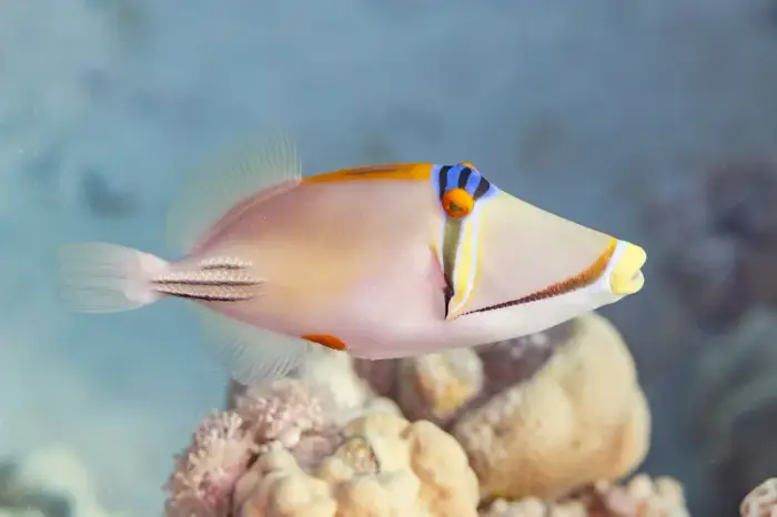 Rhinecanthus assasi の写真 · ハルガダ近郊の紅海のリーフでダイバーが出会える種のひとつ
