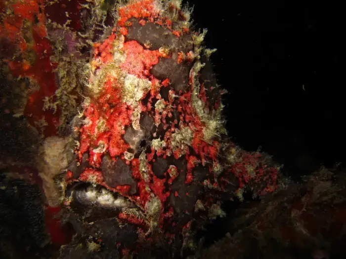 Scorpaenopsis barbata の写真 · ハルガダ近郊の紅海のリーフでダイバーが出会える種のひとつ