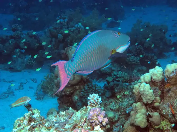 Cetoscarus bicolor の写真 · ハルガダ近郊の紅海のリーフでダイバーが出会える種のひとつ