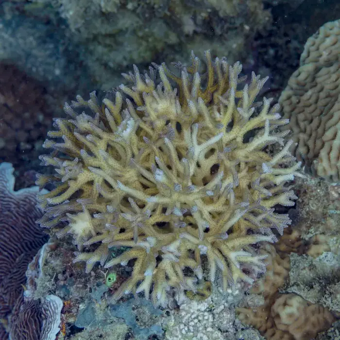 Seriatopora hystrix の写真 · ハルガダ近郊の紅海のリーフでダイバーが出会える種のひとつ