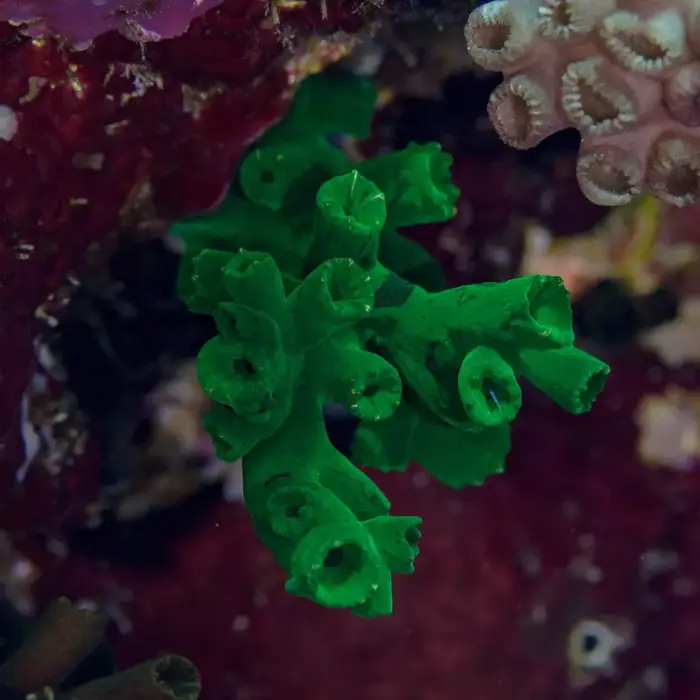 Tubastraea micranthus の写真 · ハルガダ近郊の紅海のリーフでダイバーが出会える種のひとつ