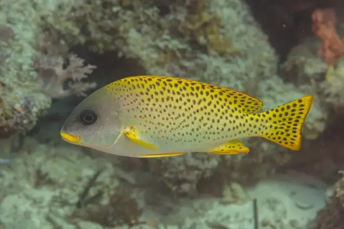 Plectorhinchus gaterinus の写真 · ハルガダ近郊の紅海のリーフでダイバーが出会える種のひとつ