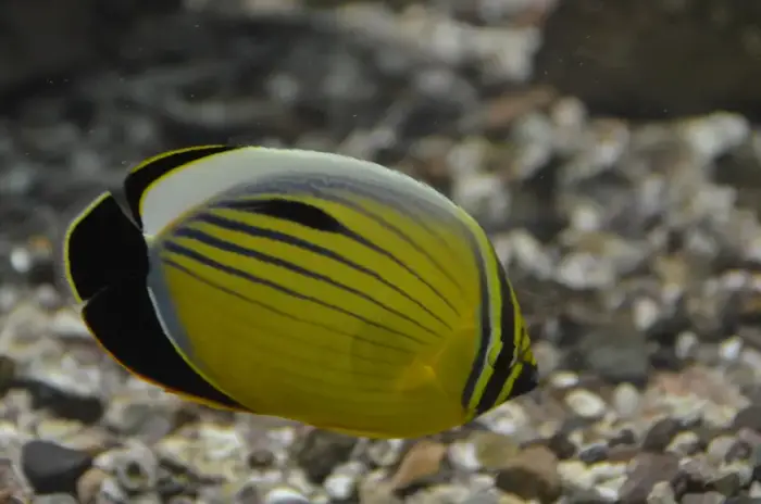 Chaetodon austriacus の写真 · ハルガダ近郊の紅海のリーフでダイバーが出会える種のひとつ