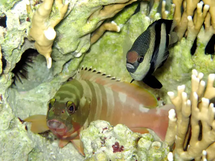 アカハタ の写真 · 学名 Epinephelus fasciatus · ハルガダ近郊の紅海のリーフでダイバーが出会える種のひとつ