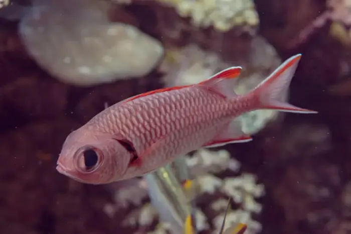 ヨゴレマツカサ の写真 · 学名 Myripristis murdjan · ハルガダ近郊の紅海のリーフでダイバーが出会える種のひとつ