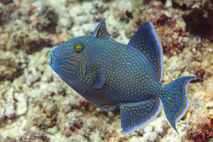 イソモンガラ の写真 · 学名 Pseudobalistes fuscus · ハルガダ近郊の紅海のリーフでダイバーが出会える種のひとつ