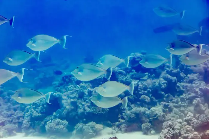 テングハギ の写真 · 学名 Naso unicornis · ハルガダ近郊の紅海のリーフでダイバーが出会える種のひとつ