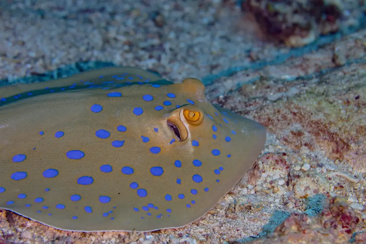 Fotografía de Taeniura lymma, una de las especies que los buceadores encuentran en los arrecifes del mar Rojo cerca de Hurghada