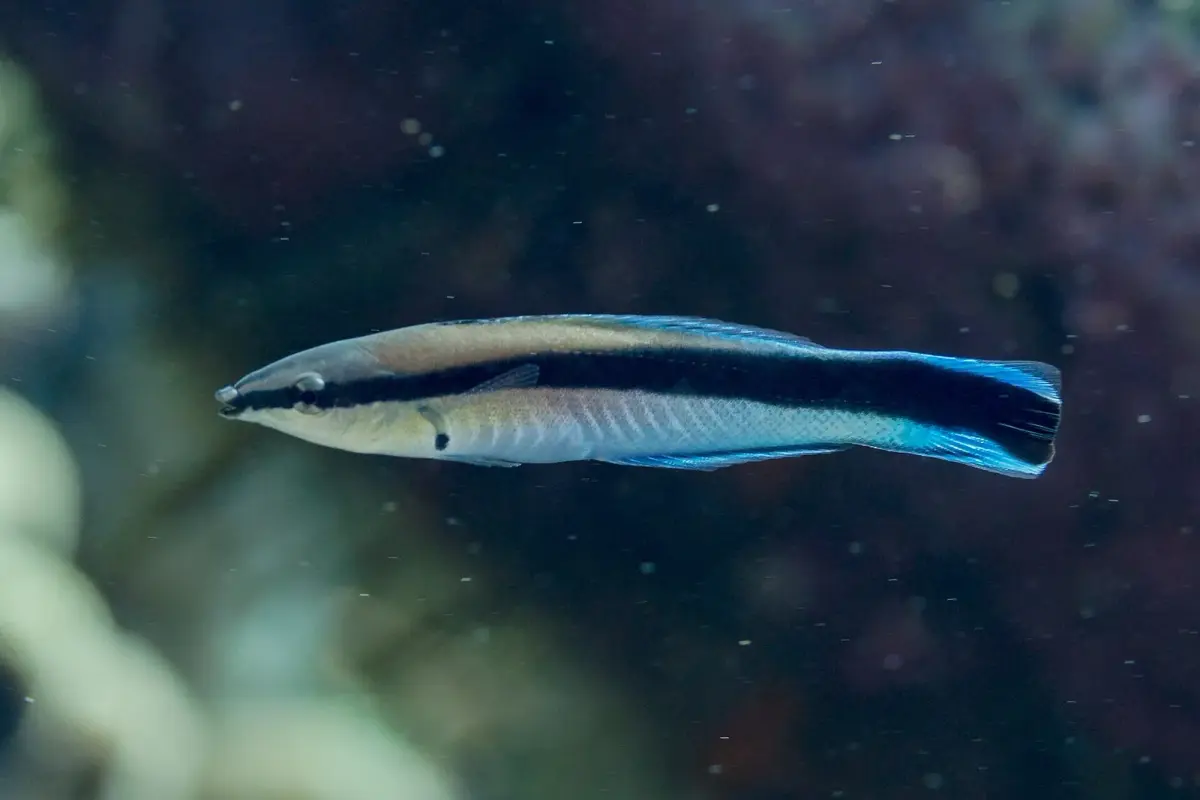 Photograph of Bluestreak cleaner wrasse, scientific name Labroides dimidiatus, one of the species divers meet on the Red Sea reefs near Hurghada