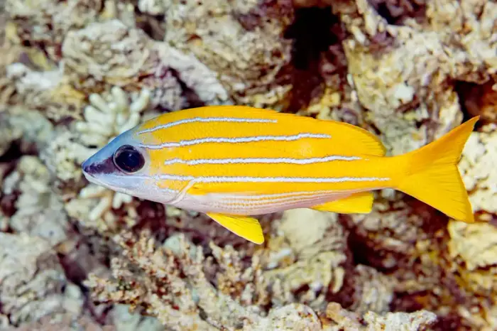 ヨスジフエダイ の写真 · 学名 Lutjanus kasmira · ハルガダ近郊の紅海のリーフでダイバーが出会える種のひとつ