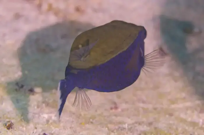 Ostracion cyanurus の写真 · ハルガダ近郊の紅海のリーフでダイバーが出会える種のひとつ