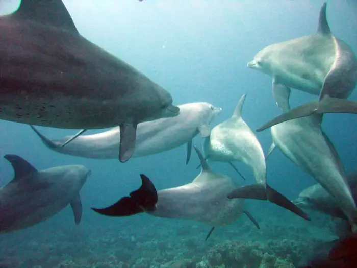 ミナミハンドウイルカ の写真 · 学名 Tursiops aduncus · ハルガダ近郊の紅海のリーフでダイバーが出会える種のひとつ