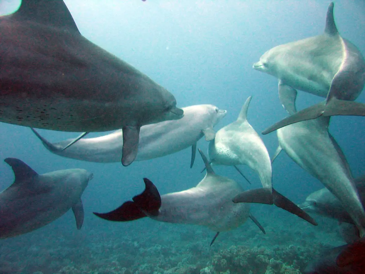 Foto af Indopacifisk øresvin, videnskabeligt navn Tursiops aduncus, en af de arter dykkere møder på revene i Det Røde Hav nær Hurghada