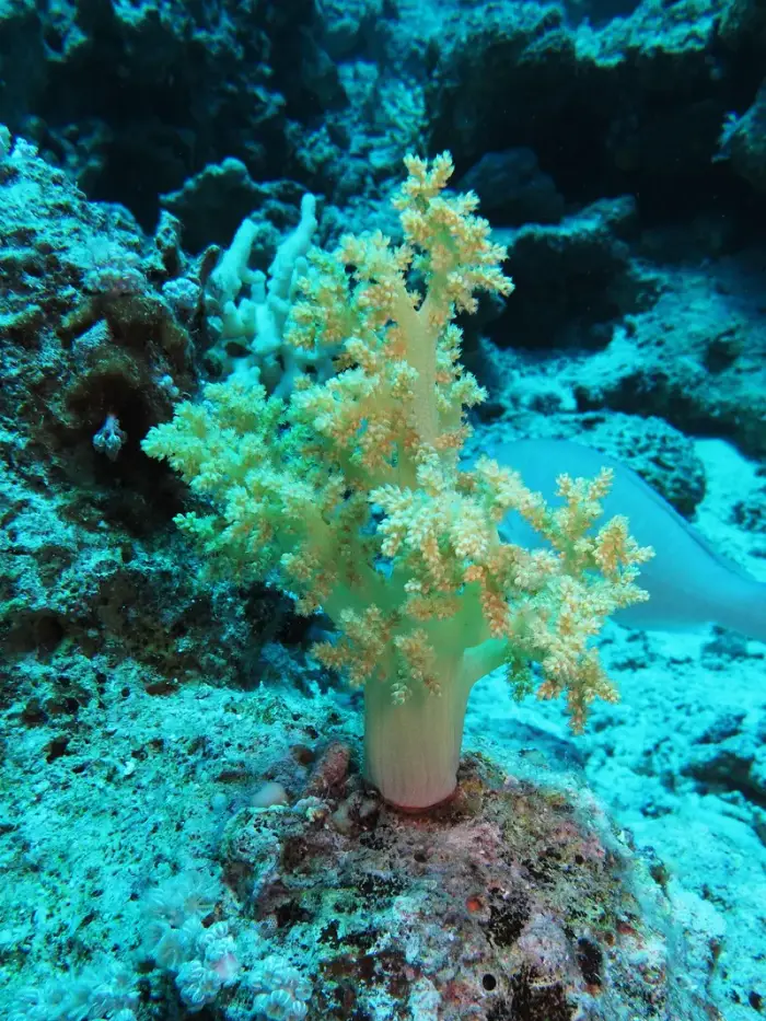 Litophyton arboreum の写真 · ハルガダ近郊の紅海のリーフでダイバーが出会える種のひとつ