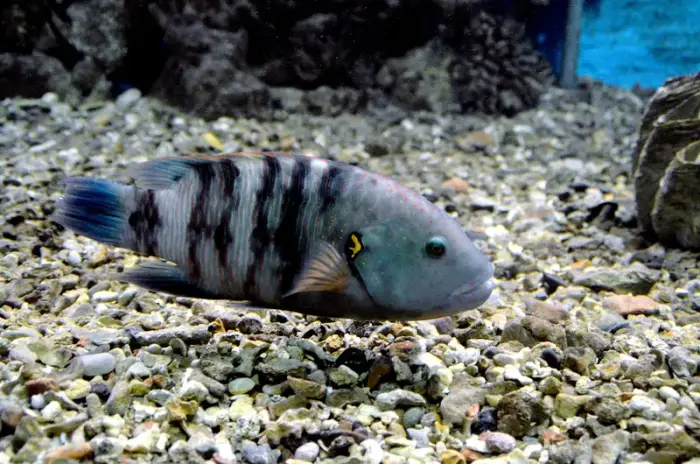 Cheilinus lunulatus の写真 · ハルガダ近郊の紅海のリーフでダイバーが出会える種のひとつ