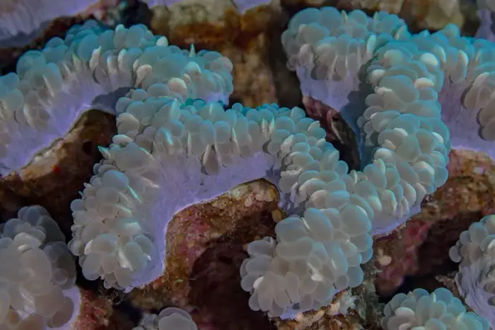 Plerogyra sinuosa の写真 · ハルガダ近郊の紅海のリーフでダイバーが出会える種のひとつ