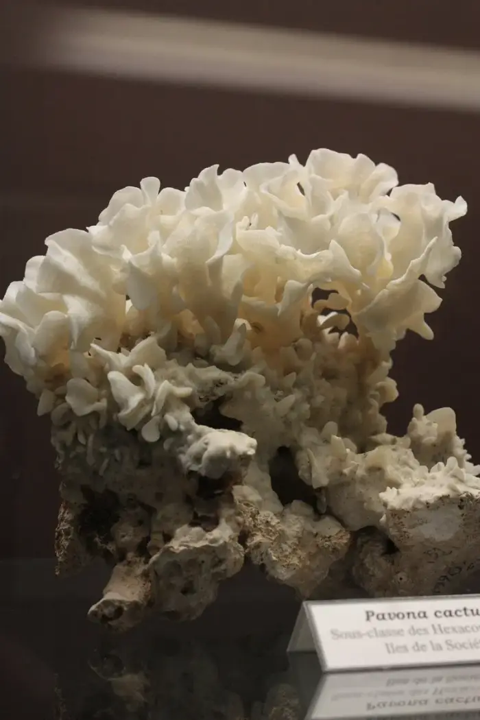 Pavona cactus の写真 · ハルガダ近郊の紅海のリーフでダイバーが出会える種のひとつ