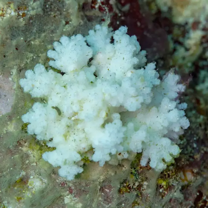 ハナヤサイサンゴ の写真 · 学名 Pocillopora damicornis · ハルガダ近郊の紅海のリーフでダイバーが出会える種のひとつ