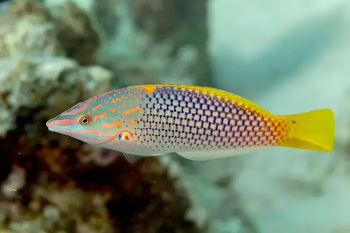 Halichoeres hortulanus の写真 · ハルガダ近郊の紅海のリーフでダイバーが出会える種のひとつ