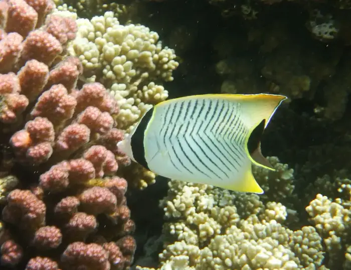 ヤリカタギ の写真 · 学名 Chaetodon trifascialis · ハルガダ近郊の紅海のリーフでダイバーが出会える種のひとつ