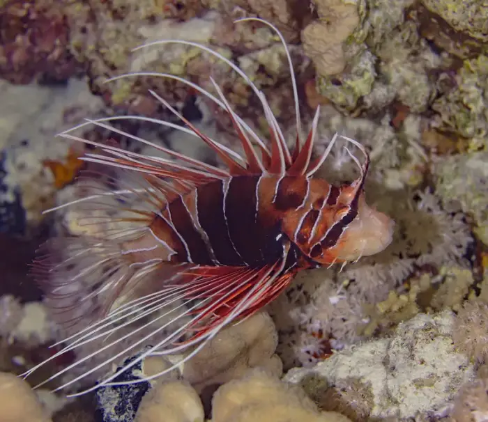 キミオコゼ の写真 · 学名 Pterois radiata · ハルガダ近郊の紅海のリーフでダイバーが出会える種のひとつ