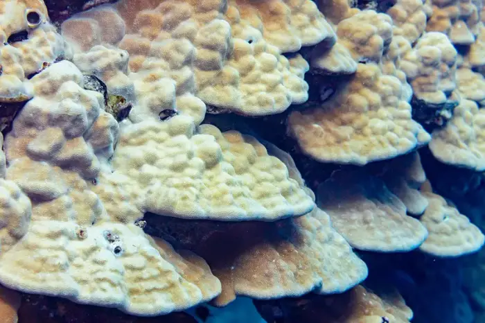 Porites nodifera の写真 · ハルガダ近郊の紅海のリーフでダイバーが出会える種のひとつ