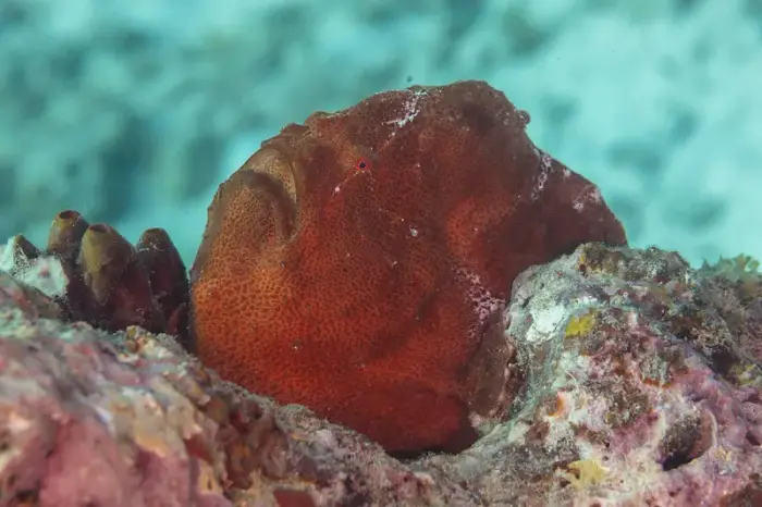 オオモンカエルアンコウ の写真 · 学名 Antennarius commerson · ハルガダ近郊の紅海のリーフでダイバーが出会える種のひとつ