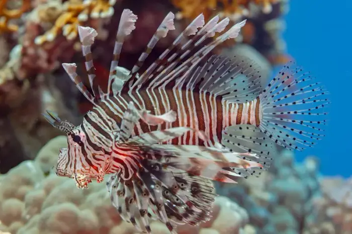 Pterois miles の写真 · ハルガダ近郊の紅海のリーフでダイバーが出会える種のひとつ