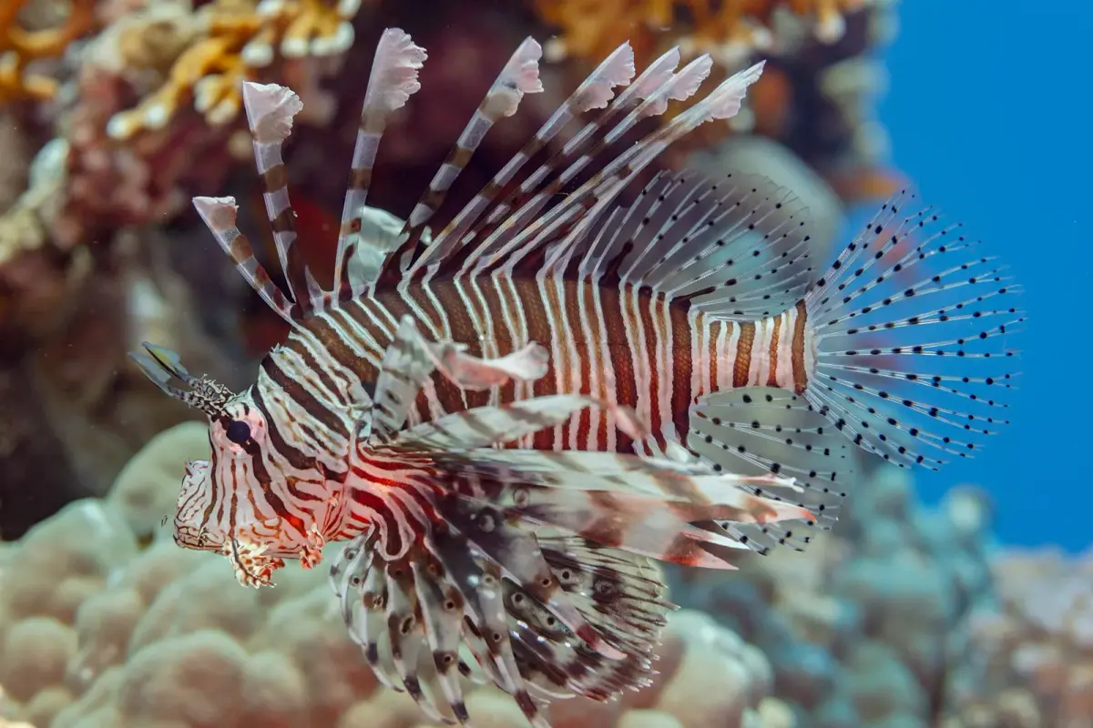 Fotografie druhu Perutýn žoldnéř, vědecký název Pterois miles, jednoho z druhů, které potápěči potkávají na útesech Rudého moře u Hurghady