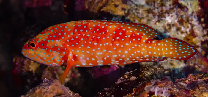 ユカタハタ の写真 · 学名 Cephalopholis miniata · ハルガダ近郊の紅海のリーフでダイバーが出会える種のひとつ