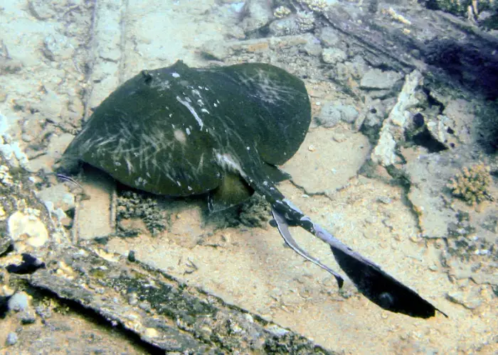 ツカエイ の写真 · 学名 Pastinachus sephen · ハルガダ近郊の紅海のリーフでダイバーが出会える種のひとつ