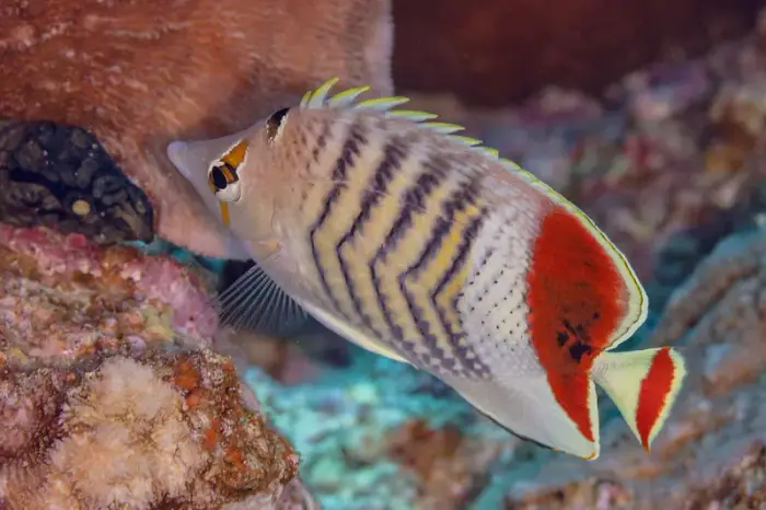 Chaetodon paucifasciatus の写真 · ハルガダ近郊の紅海のリーフでダイバーが出会える種のひとつ