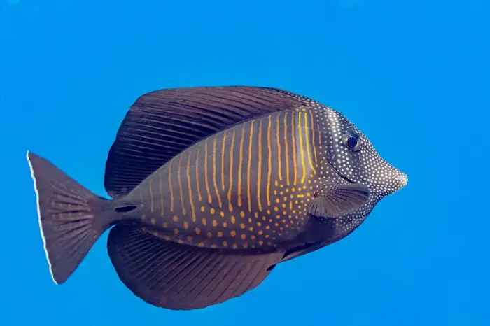 Zebrasoma desjardinii の写真 · ハルガダ近郊の紅海のリーフでダイバーが出会える種のひとつ