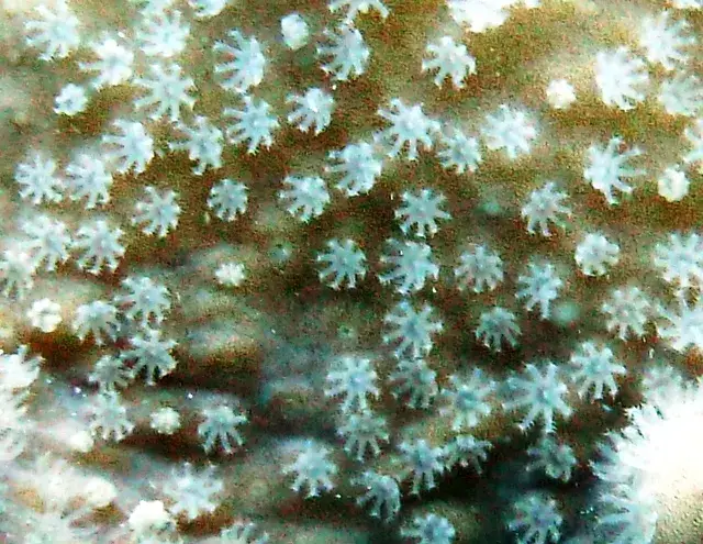 Lobophytum pauciflorum の写真 · ハルガダ近郊の紅海のリーフでダイバーが出会える種のひとつ