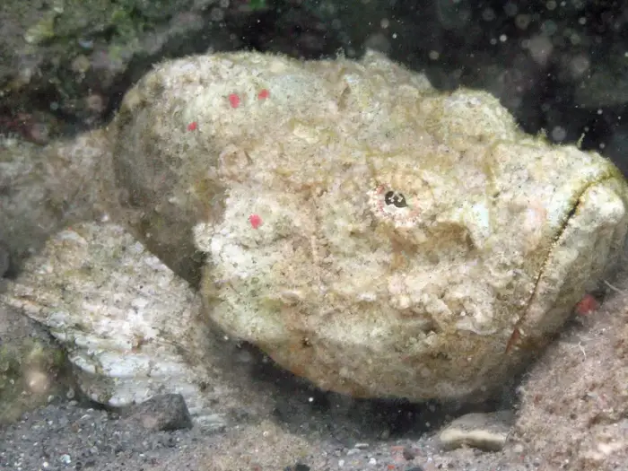 Scorpaenopsis diabolus の写真 · ハルガダ近郊の紅海のリーフでダイバーが出会える種のひとつ