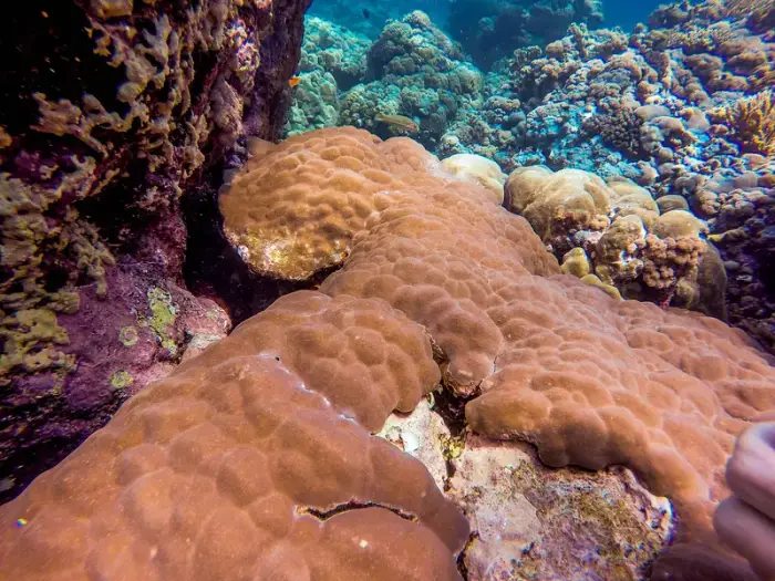 Porites lutea の写真 · ハルガダ近郊の紅海のリーフでダイバーが出会える種のひとつ