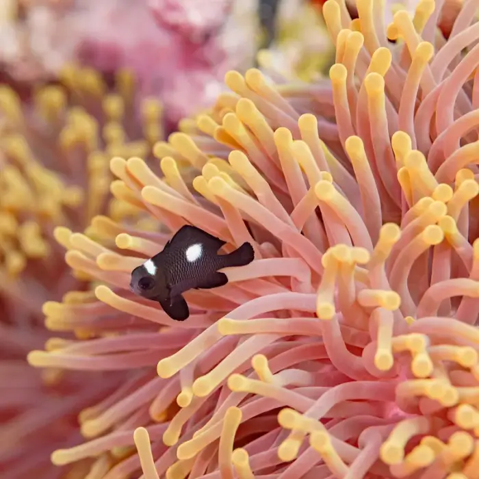 ミツボシクロスズメダイ の写真 · 学名 Dascyllus trimaculatus · ハルガダ近郊の紅海のリーフでダイバーが出会える種のひとつ