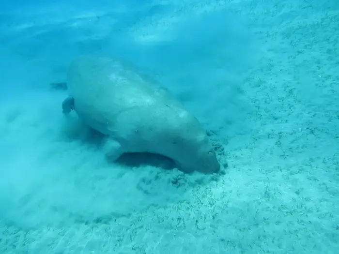 ジュゴン の写真 · 学名 Dugong dugon · ハルガダ近郊の紅海のリーフでダイバーが出会える種のひとつ