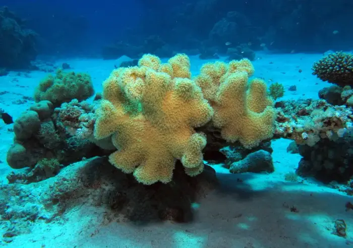 Sarcophyton trocheliophorum の写真 · ハルガダ近郊の紅海のリーフでダイバーが出会える種のひとつ