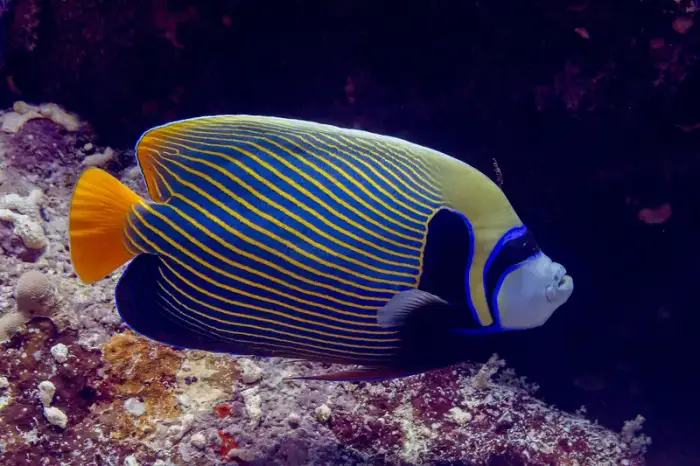 タテジマキンチャクダイ の写真 · 学名 Pomacanthus imperator · ハルガダ近郊の紅海のリーフでダイバーが出会える種のひとつ