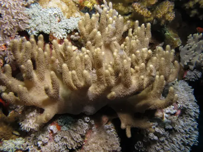 Sinularia polydactyla の写真 · ハルガダ近郊の紅海のリーフでダイバーが出会える種のひとつ