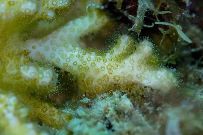Montipora digitata の写真 · ハルガダ近郊の紅海のリーフでダイバーが出会える種のひとつ