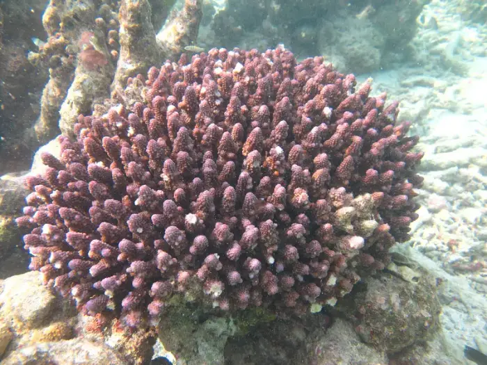 Acropora humilis の写真 · ハルガダ近郊の紅海のリーフでダイバーが出会える種のひとつ