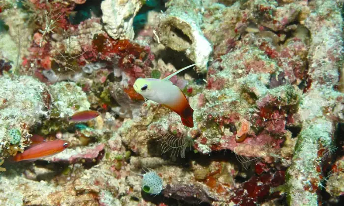 ハタタテハゼ の写真 · 学名 Nemateleotris magnifica · ハルガダ近郊の紅海のリーフでダイバーが出会える種のひとつ