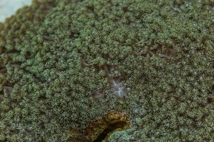 Goniopora columna の写真 · ハルガダ近郊の紅海のリーフでダイバーが出会える種のひとつ