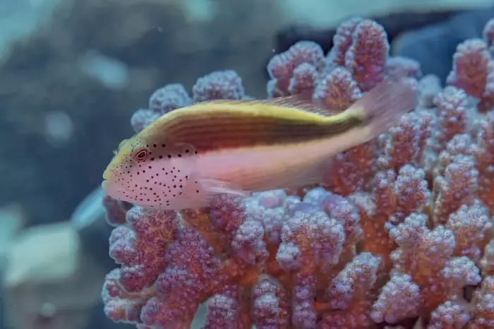 ホシゴンベ の写真 · 学名 Paracirrhites forsteri · ハルガダ近郊の紅海のリーフでダイバーが出会える種のひとつ