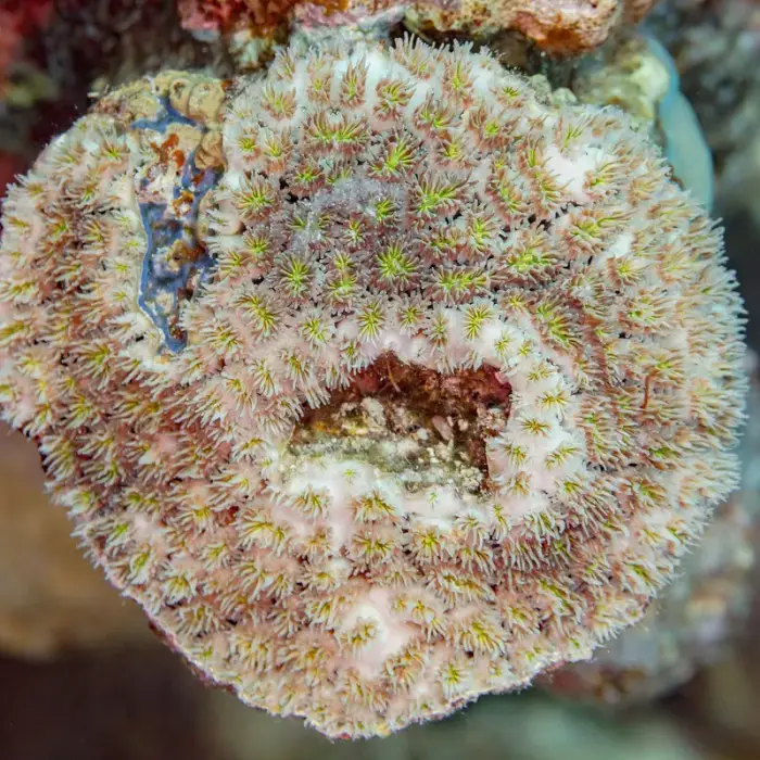 Galaxea fascicularis の写真 · ハルガダ近郊の紅海のリーフでダイバーが出会える種のひとつ