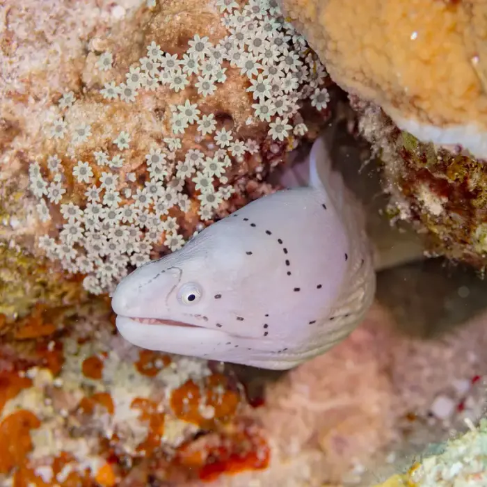 ジムノトラックス・グリセウス の写真 · 学名 Gymnothorax griseus · ハルガダ近郊の紅海のリーフでダイバーが出会える種のひとつ