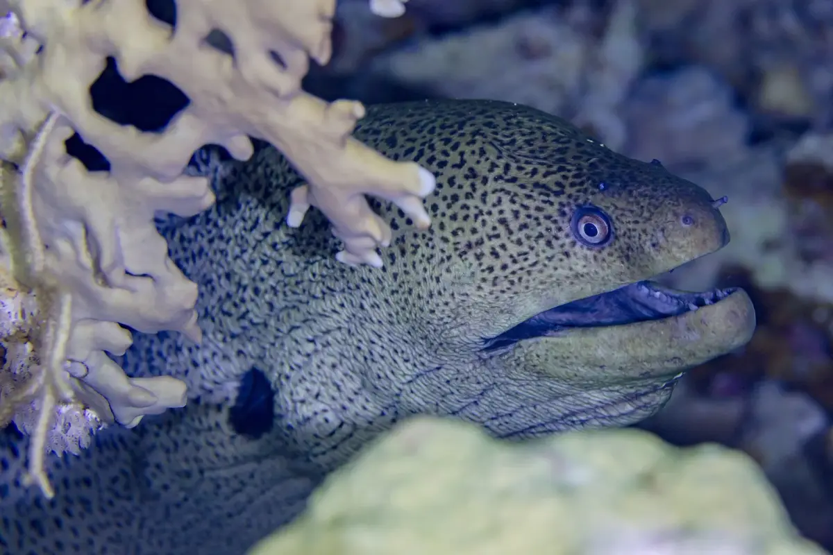 Zdjęcie gatunku Murena olbrzymia, nazwa naukowa Gymnothorax javanicus, jednego z gatunków, które nurkowie spotykają na rafach Morza Czerwonego koło Hurghady